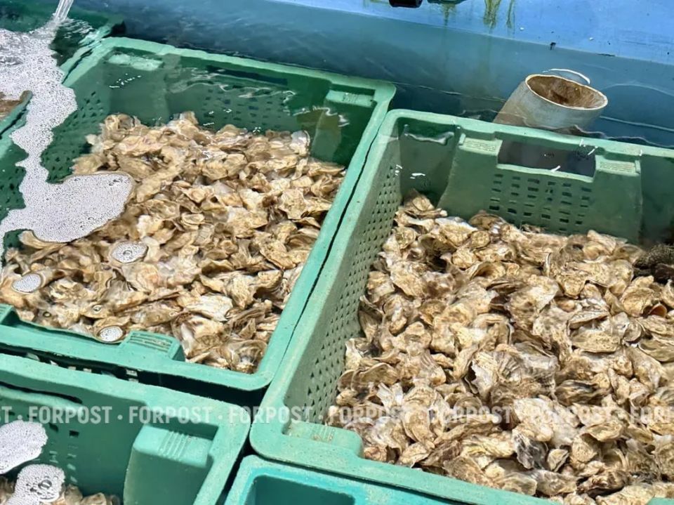 Морские фермеры в Севастополе после «шторма века» жалуются на конкурентов из Китая