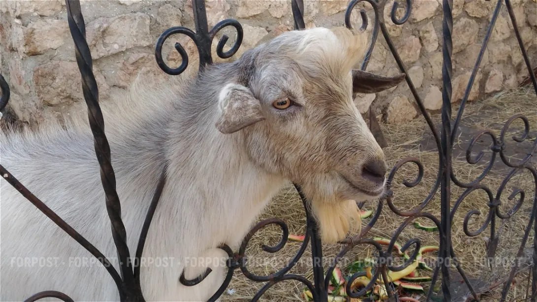 В Севастополе проверят условия содержания коз в Юхариной балке, на которых 25 марта напала стая бездомных собак