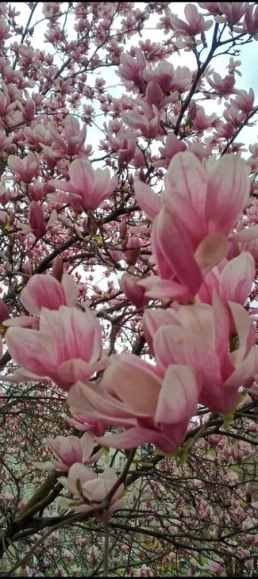 ������ � ����������� �����������