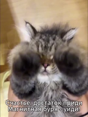 ������� ��������� ���� �� ������: 6-12 ������