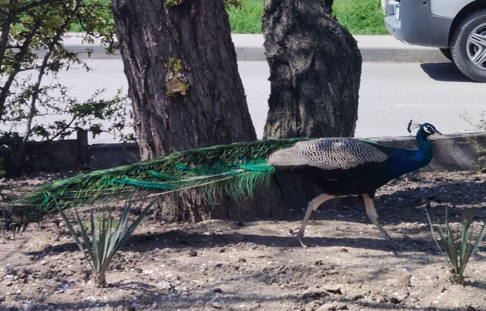 С добрым утром, друзья!. Во вторник 7 апреля в Севастополе днем небольшой дождь