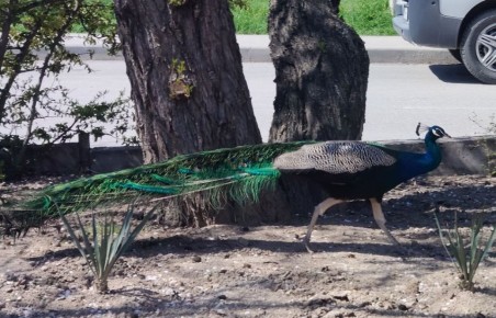 С добрым утром, друзья!. Во вторник 7 апреля в Севастополе днем небольшой дождь