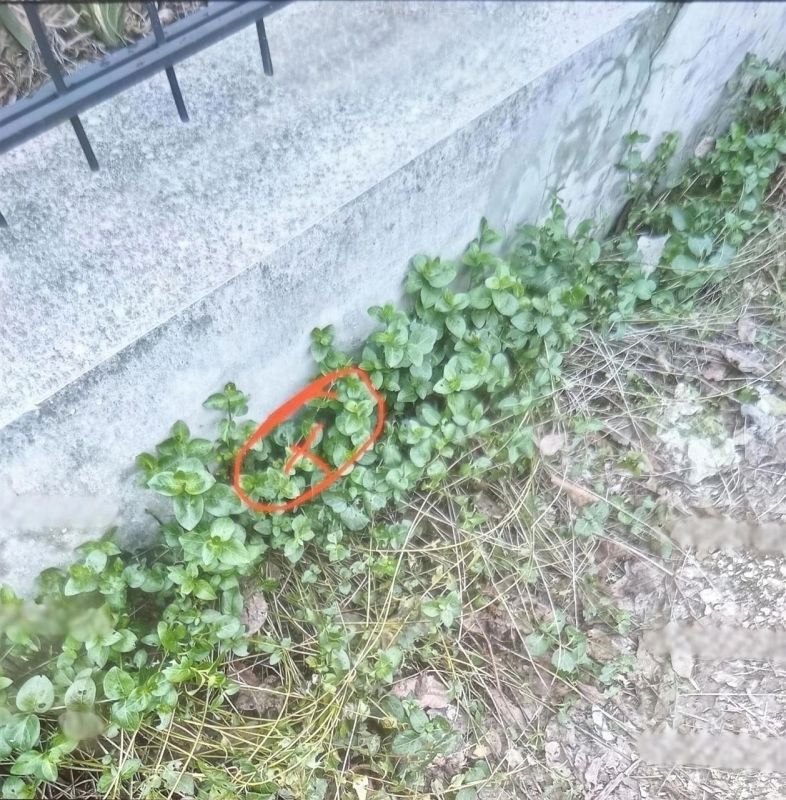 Житель Севастополя осужден за участие в незаконной деятельности организованной группы по сбыту наркотиков Житель Севастополя осужден за участие в незаконной деятельности организованной группы по сбыту наркотиков