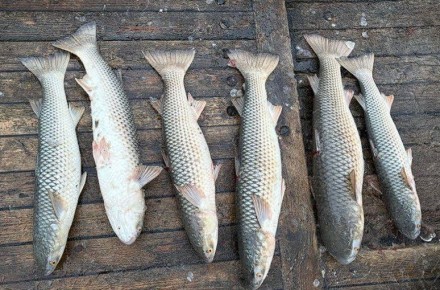 ������ ���������� � �������� ���� ��������� ��������� � �������� �������