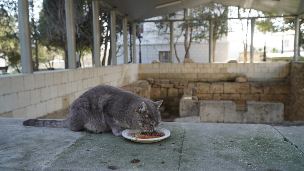 Пушистые хранители истории: Как живут коты в Херсонесе Таврическом Пушистые хранители истории: Как живут коты в Херсонесе Таврическом