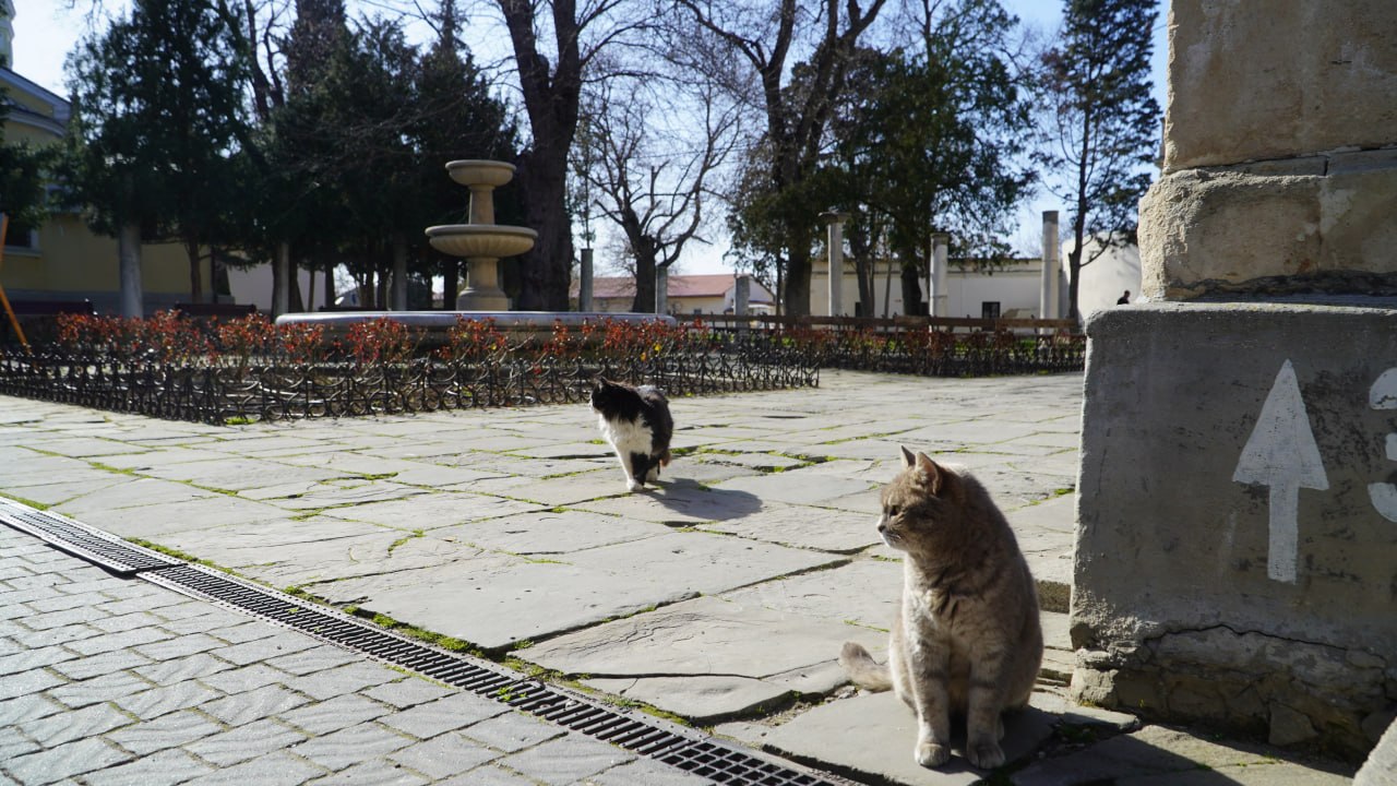 Пушистые хранители истории: Как живут коты в Херсонесе Таврическом Пушистые хранители истории: Как живут коты в Херсонесе Таврическом