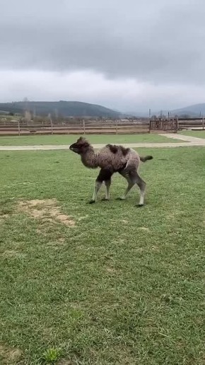 В пушистой семье пополнение: на севастопольском ранчо родилась красавица Ясенька