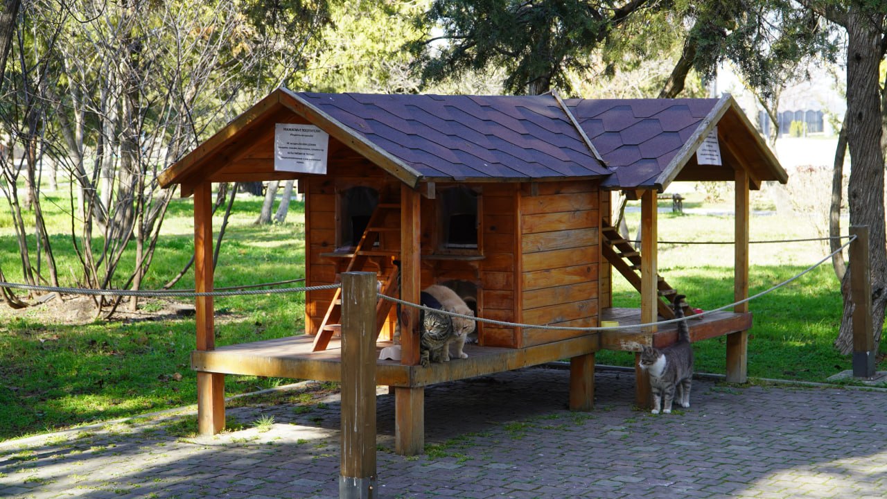 Пушистые хранители истории: Как живут коты в Херсонесе Таврическом