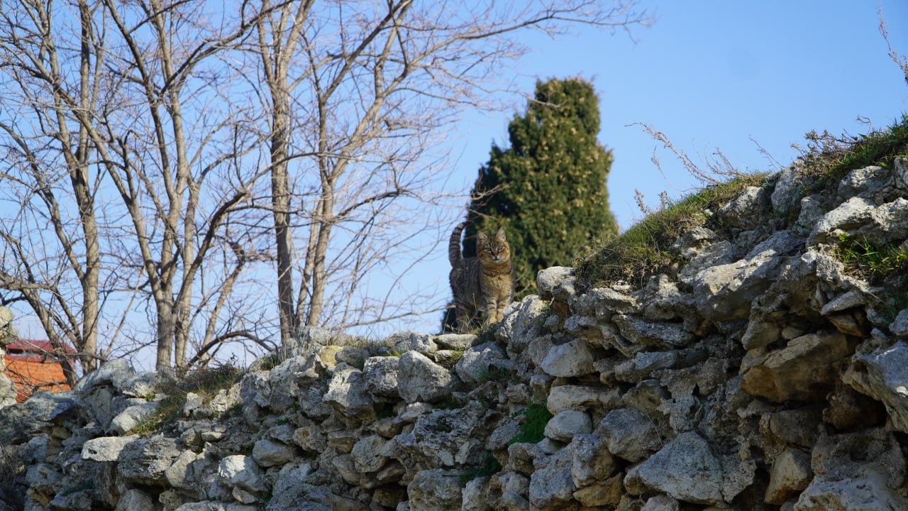 Пушистые хранители истории: Как живут коты в Херсонесе Таврическом Пушистые хранители истории: Как живут коты в Херсонесе Таврическом