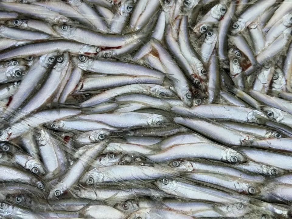 ������� ��������: � ���� ���� � ����������� ������� 4,5 ������ ������������ ������������ ����