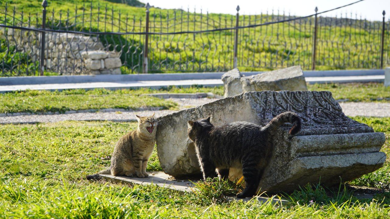 Пушистые хранители истории: Как живут коты в Херсонесе Таврическом Пушистые хранители истории: Как живут коты в Херсонесе Таврическом