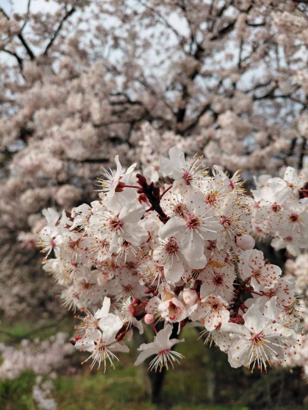 ������ �� 9 ������:. � ���������� ����������, �������� �����