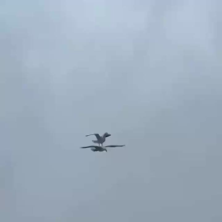 ������������� ����� ������