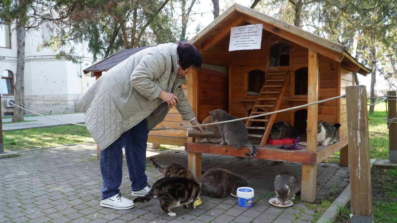 Пушистые хранители истории: Как живут коты в Херсонесе Таврическом Пушистые хранители истории: Как живут коты в Херсонесе Таврическом