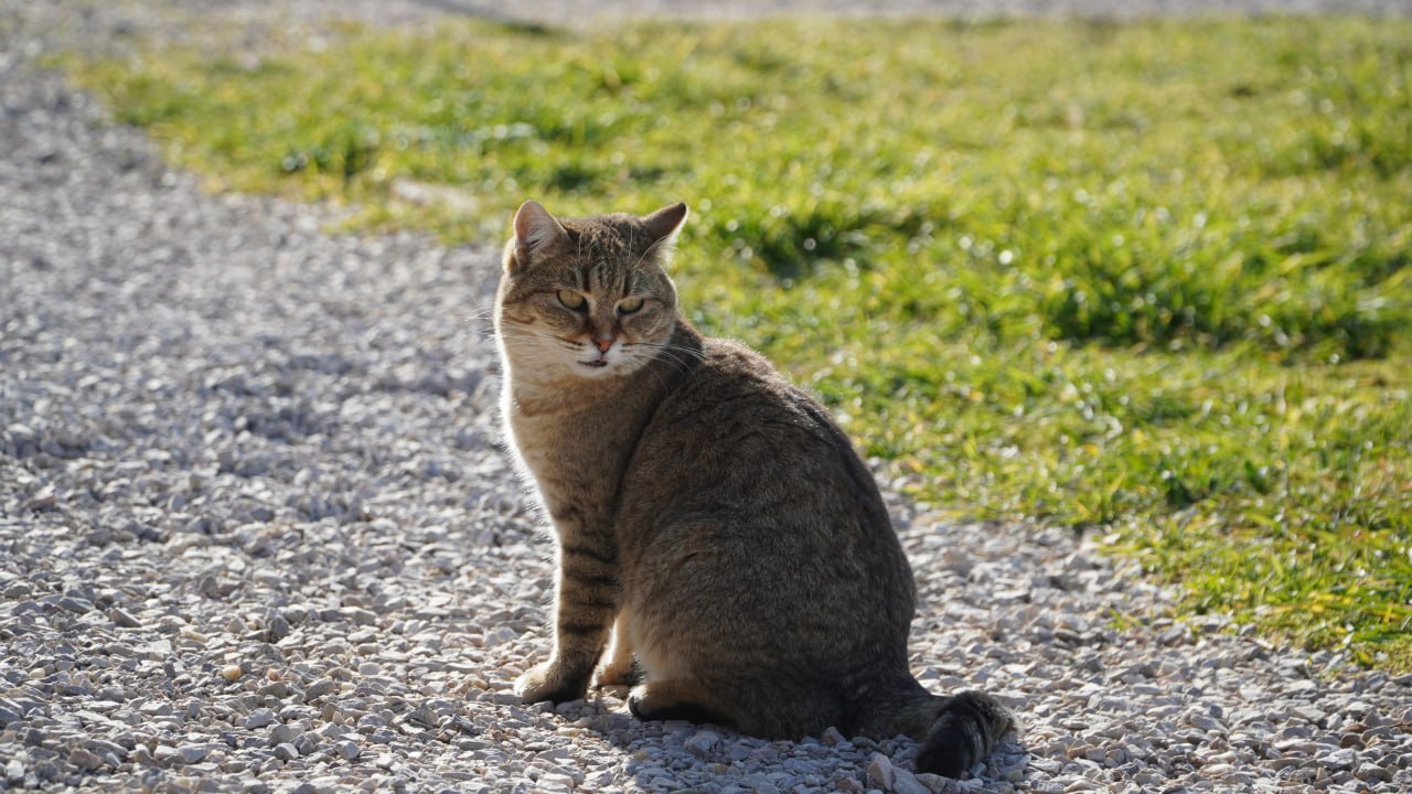 Пушистые хранители истории: Как живут коты в Херсонесе Таврическом Пушистые хранители истории: Как живут коты в Херсонесе Таврическом