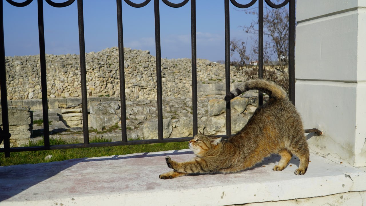 Пушистые хранители истории: Как живут коты в Херсонесе Таврическом Пушистые хранители истории: Как живут коты в Херсонесе Таврическом