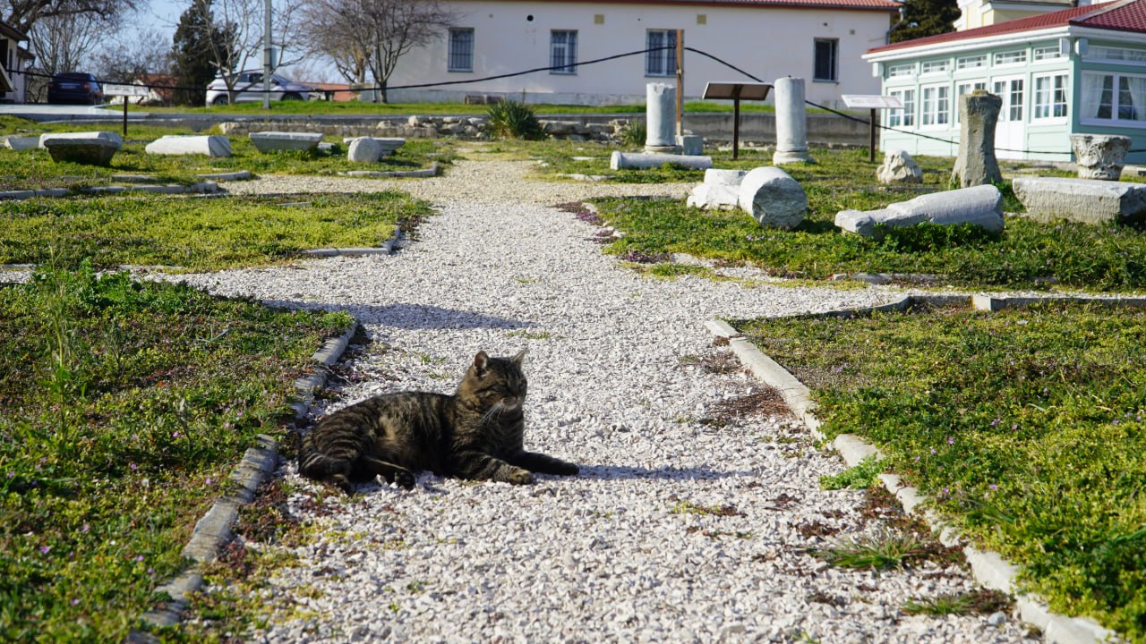 Пушистые хранители истории: Как живут коты в Херсонесе Таврическом Пушистые хранители истории: Как живут коты в Херсонесе Таврическом