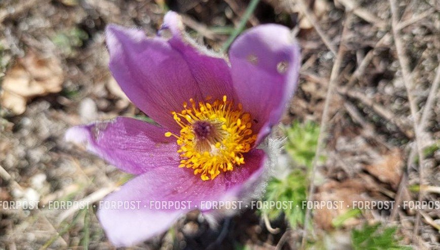 На горном плато в Крыму распустилось лиловое «снотворное» На горном плато в Крыму распустилось лиловое «снотворное»