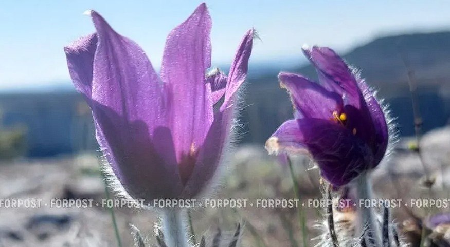 На горном плато в Крыму распустилось лиловое «снотворное» На горном плато в Крыму распустилось лиловое «снотворное»