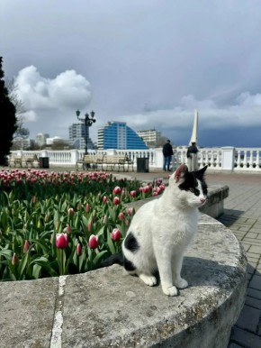 Завтра в Севастополе облачно с прояснениями, без осадков