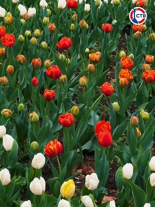 ����������� ������. � ������ ������ ����� ���������� �������� � �����, ������ � ����������