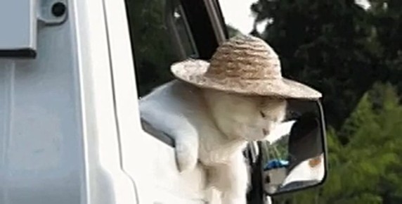 Севастополь вошел в ТОП-10 направлений для путешествий с питомцами