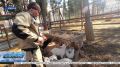 В живом уголке «Ковчег» Нового Херсонеса в Севастополе на свет появились пять козлят ангорской породы