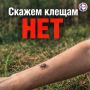 Клещи активизировались в Крыму и Севастополе