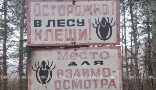 Сезон клещей в Крыму стартовал аномально рано