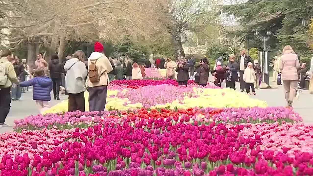 В Севастополе этой весной высадили сотни символов весны: на кольцах, в парках, вдоль центральных улиц