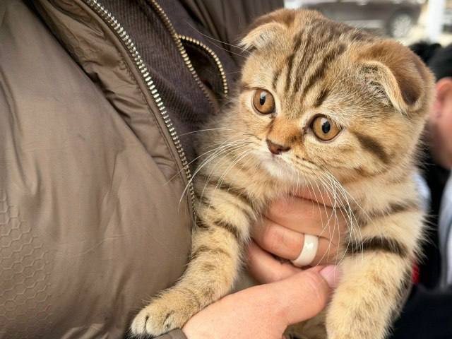 Николай Приставка: Подводим итоги государственной ветеринарной клиники за первый квартал