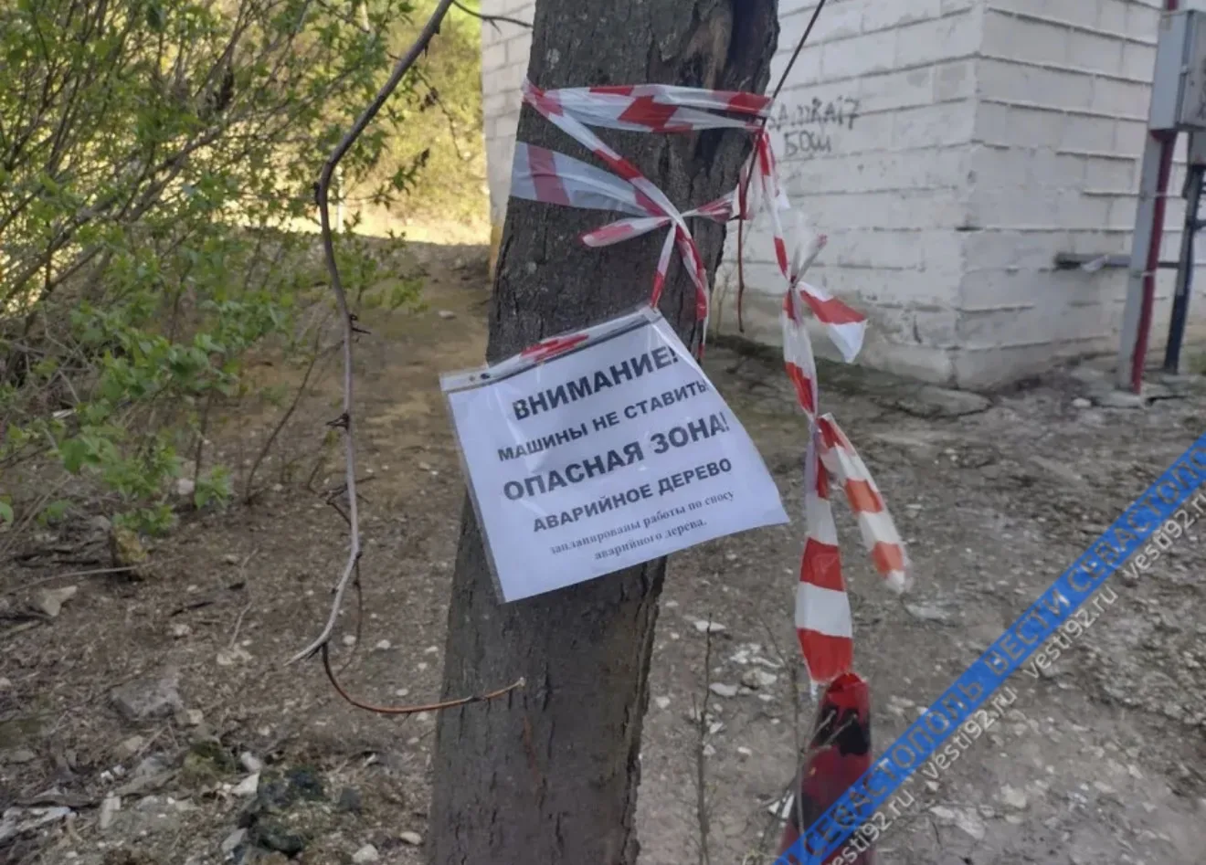 Во дворе дома №29 на улице Гоголя упавшее дерево повредило две машины Во дворе дома №29 на улице Гоголя упавшее дерево повредило две машины