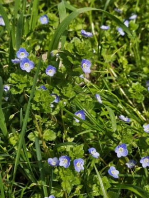 #��� ��� ������?. ��� ��������� �������� � ������� ����-�������� ��������, ���������� � ������ �����