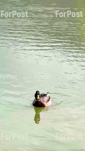 ����������-����� ��� ����� ������� ������