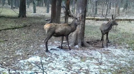 � �������� ������������ � ��� ���� ����������� ����� ��������