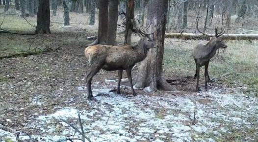 � �������� ������������ �� ��� ���� ����������� �������� ������� �����