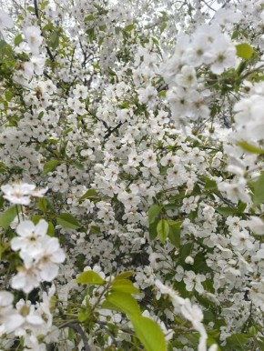 ������� ����, ������!. � ����������� ��� �������