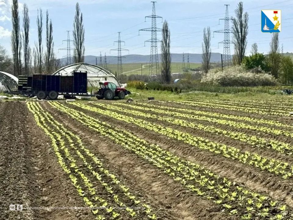 Более 220 тысяч саженцев пекинской капусты высадили на полях Севастополя Более 220 тысяч саженцев пекинской капусты высадили на полях Севастополя