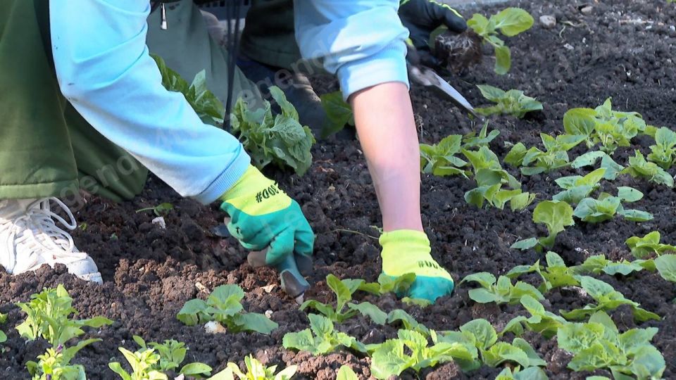50 тысяч цветов появятся на клумбах Приморского бульвара 50 тысяч цветов появятся на клумбах Приморского бульвара