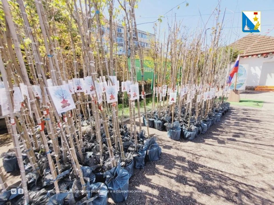 150 молодых деревьев высадят в школах и детсадах Севастополя в рамках акции «Сады Победы» 150 молодых деревьев высадят в школах и детсадах Севастополя в рамках акции «Сады Победы»