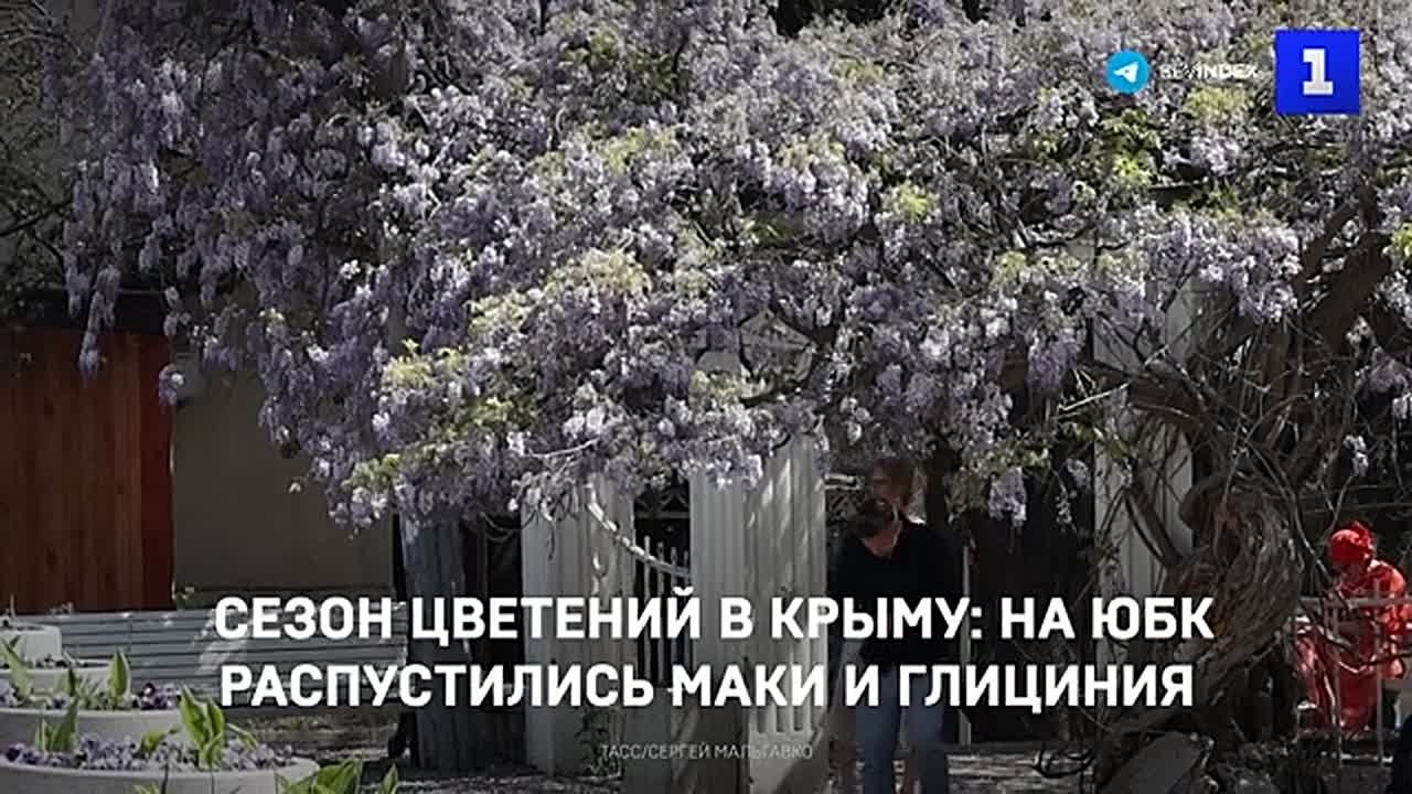На ЮБК появились первые бутоны алых маков, жители и гости региона любуются глицинией