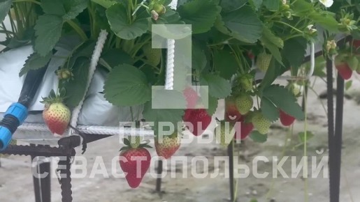 � ����������� ��������� �������� ���� ��������� ��������