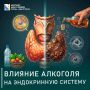 Алкоголь и эндокринная система: хроника немирного сосуществования
