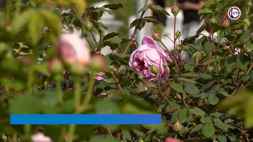 Главные новости Севастополя – каждый день на телеканале «СТВ»