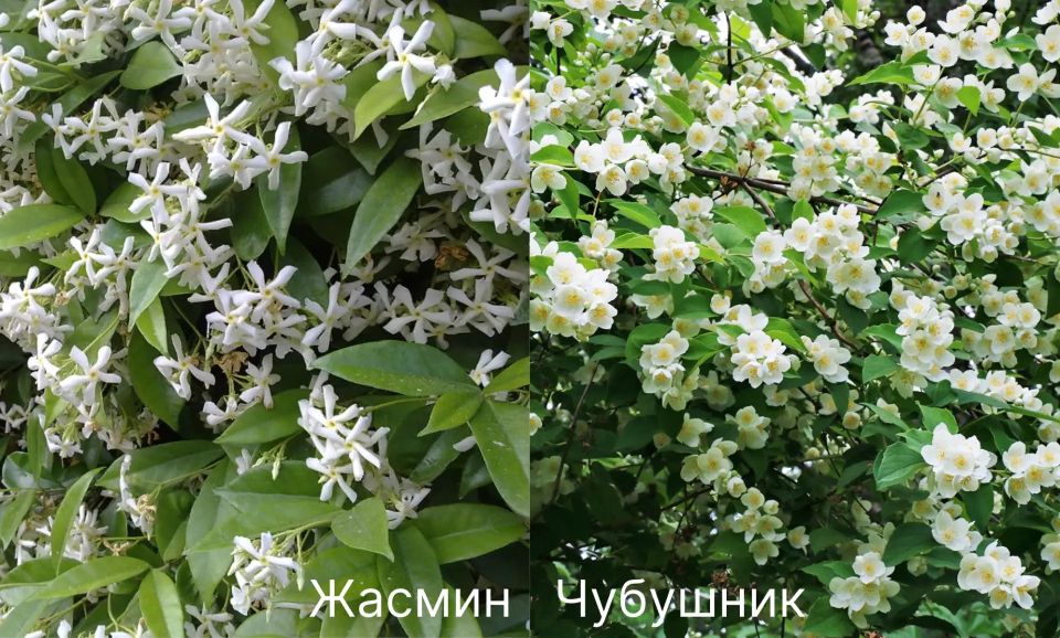 Мы загадали чубушник венечный - тот самый, что обладает легендарной выносливостью: известны случаи, когда чубушник, вырубленный «под ноль», уже через 2 года восстанавливался в полную силу и цвёл