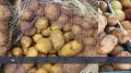 Выращивать картофель для себя можно, а вот с продажей урожая всё сложнее