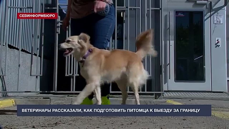 Что нужно проверить перед поездкой с питомцем за границу