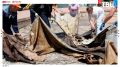 Всего три фрагмента сгоревшего полотна удалось спасти после удара ВСУ по музею-панораме «Оборона Севастополя»