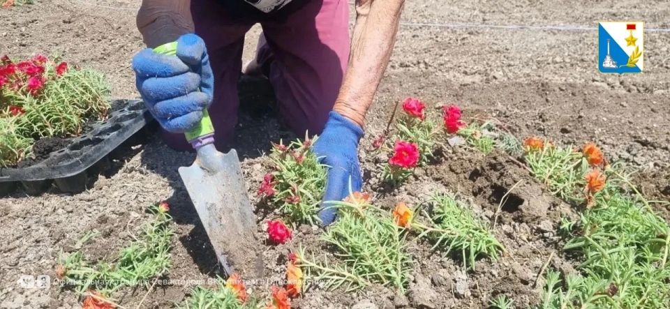 На троллейбусном кольце в Нахимовском районе высадили более четырёх тысяч цветов — будет красиво до самой осени На троллейбусном кольце в Нахимовском районе высадили более четырёх тысяч цветов — будет красиво до самой осени