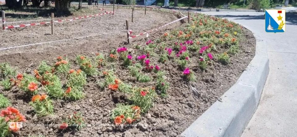 На троллейбусном кольце в Нахимовском районе высадили более четырёх тысяч цветов — будет красиво до самой осени На троллейбусном кольце в Нахимовском районе высадили более четырёх тысяч цветов — будет красиво до самой осени